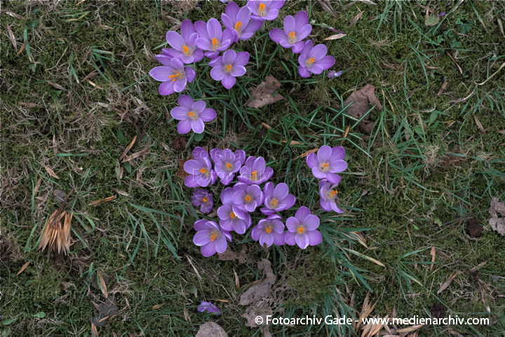 Blühende Krokusse (Crocus). Schwertliliengewächse (Iridaceae)
14.  3. 2009. Berlin. Frühling. Flora Pflanzen. Blüten. Krokus (Crocus). Schwertliliengewächse (Iridaceae)
Schlüsselwörter: 2009;Berlin;Blüte;Crocus;Flora;Frühling;Krokus;Krokusse;Natur;Pflanzen;plants