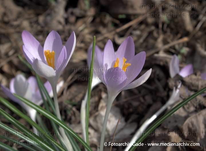 Blühende Krokusse (Crocus). Schwertliliengewächse (Iridaceae)
21.  3. 2009. Berlin. Frühling. Flora Pflanzen. Blüten. Krokus (Crocus). Schwertliliengewächse (Iridaceae)
Schlüsselwörter: 2009;Berlin;Blüte;Crocus;Flora;Frühling;Krokus;Krokusse;Natur;Pflanzen;plants