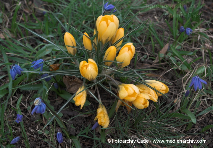 Blühende Krokusse (Crocus). Schwertliliengewächse (Iridaceae)
22.  3. 2009. Berlin. Frühling. Flora Pflanzen. Blüten. Krokus (Crocus). Schwertliliengewächse (Iridaceae)
Schlüsselwörter: 2009;Berlin;Blüte;Crocus;Flora;Frühling;Krokus;Krokusse;Natur;Pflanzen;plants