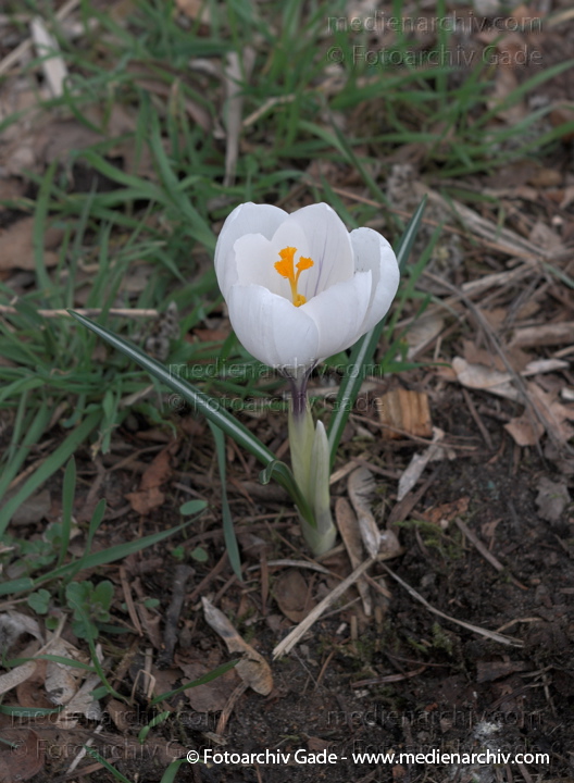 Blühende Krokusse (Crocus). Schwertliliengewächse (Iridaceae)
28.  3. 2009. Berlin. Frühling. Flora Pflanzen. Blüten. Krokus (Crocus). Schwertliliengewächse (Iridaceae)
Schlüsselwörter: 2009;Berlin;Blüte;Crocus;Flora;Frühling;Krokus;Krokusse;Natur;Pflanzen;plants