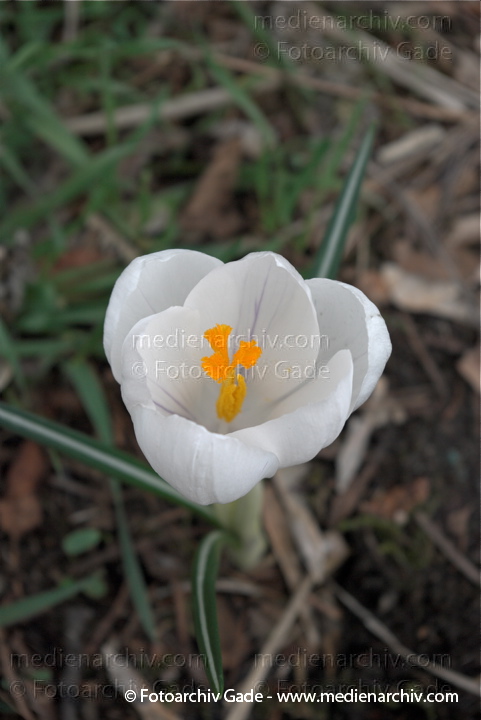 Blühende Krokusse (Crocus). Schwertliliengewächse (Iridaceae)
28.  3. 2009. Berlin. Frühling. Flora Pflanzen. Blüten. Krokus (Crocus). Schwertliliengewächse (Iridaceae)
Schlüsselwörter: 2009;Berlin;Blüte;Crocus;Flora;Frühling;Krokus;Krokusse;Natur;Pflanzen;plants