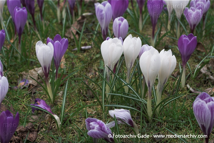Blühende Krokusse (Crocus). Schwertliliengewächse (Iridaceae)
29.  3. 2009. Berlin. Frühling. Flora Pflanzen. Blüten. Krokus (Crocus). Schwertliliengewächse (Iridaceae)
Schlüsselwörter: 2009;Berlin;Blüte;Crocus;Flora;Frühling;Krokus;Krokusse;Natur;Pflanzen;plants