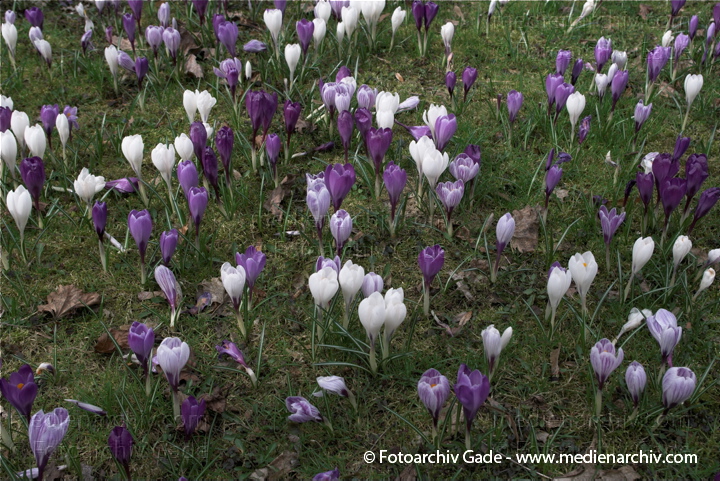 Blühende Krokusse (Crocus). Schwertliliengewächse (Iridaceae)
29.  3. 2009. Berlin. Frühling. Flora Pflanzen. Blüten. Krokus (Crocus). Schwertliliengewächse (Iridaceae)
Schlüsselwörter: 2009;Berlin;Blüte;Crocus;Flora;Frühling;Krokus;Krokusse;Natur;Pflanzen;plants