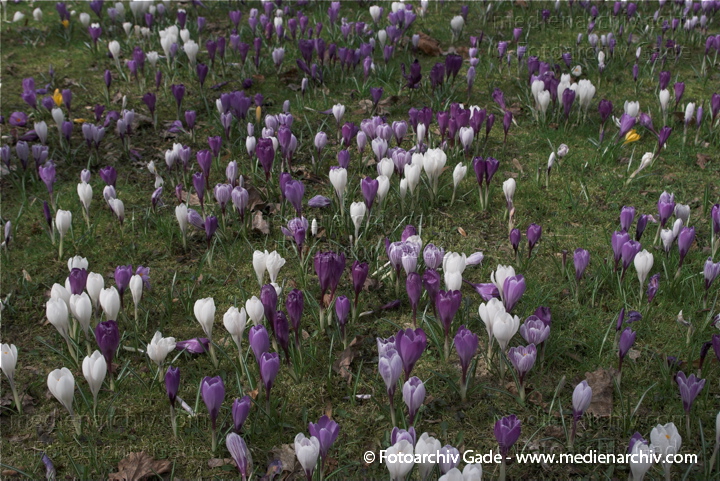 Blühende Krokusse (Crocus). Schwertliliengewächse (Iridaceae)
29.  3. 2009. Berlin. Frühling. Flora Pflanzen. Blüten. Krokus (Crocus). Schwertliliengewächse (Iridaceae)
Schlüsselwörter: 2009;Berlin;Blüte;Crocus;Flora;Frühling;Krokus;Krokusse;Natur;Pflanzen;plants