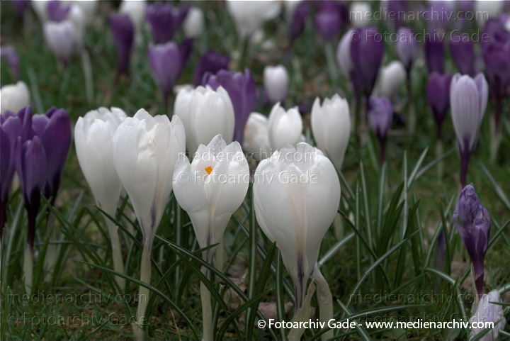 Blühende Krokusse (Crocus). Schwertliliengewächse (Iridaceae)
29.  3. 2009. Berlin. Frühling. Flora Pflanzen. Blüten. Krokus (Crocus). Schwertliliengewächse (Iridaceae)
Schlüsselwörter: 2009;Berlin;Blüte;Crocus;Flora;Frühling;Krokus;Krokusse;Natur;Pflanzen;plants
