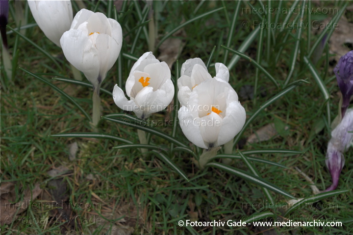 Blühende Krokusse (Crocus). Schwertliliengewächse (Iridaceae)
29.  3. 2009. Berlin. Frühling. Flora Pflanzen. Blüten. Krokus (Crocus). Schwertliliengewächse (Iridaceae)
Schlüsselwörter: 2009;Berlin;Blüte;Crocus;Flora;Frühling;Krokus;Krokusse;Natur;Pflanzen;plants