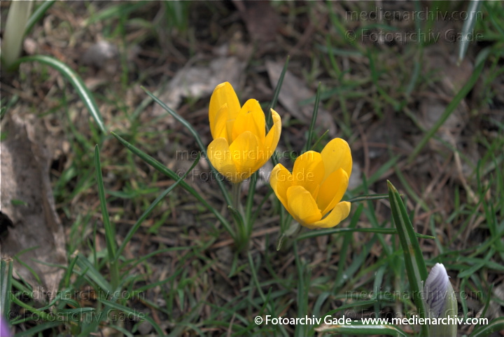 Blühende Krokusse (Crocus). Schwertliliengewächse (Iridaceae)
29.  3. 2009. Berlin. Frühling. Flora Pflanzen. Blüten. Krokus (Crocus). Schwertliliengewächse (Iridaceae)
Schlüsselwörter: 2009;Berlin;Blüte;Crocus;Flora;Frühling;Krokus;Krokusse;Natur;Pflanzen;plants