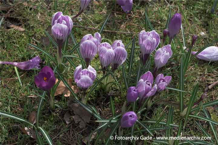 Blühende Krokusse (Crocus). Schwertliliengewächse (Iridaceae)
29.  3. 2009. Berlin. Frühling. Flora Pflanzen. Blüten. Krokus (Crocus). Schwertliliengewächse (Iridaceae)
Schlüsselwörter: 2009;Berlin;Blüte;Crocus;Flora;Frühling;Krokus;Krokusse;Natur;Pflanzen;plants