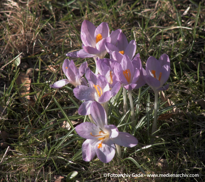 Blühende Krokusse (Crocus). Schwertliliengewächse (Iridaceae)
22.  3. 2010. Berlin. Frühling. Flora Pflanzen. Blüten. Krokusse (Crocus). Schwertliliengewächse (Iridaceae)
Schlüsselwörter: Crocus;Flora;Krokusse;Pflanzen;plants