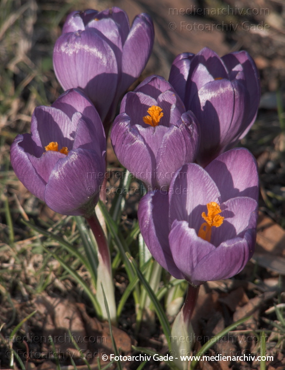 Blühende Krokusse (Crocus). Schwertliliengewächse (Iridaceae)
22.  3. 2010. Berlin. Frühling. Flora Pflanzen. Blüten. Krokusse (Crocus). Schwertliliengewächse (Iridaceae)
Schlüsselwörter: Crocus;Flora;Krokusse;Pflanzen;plants