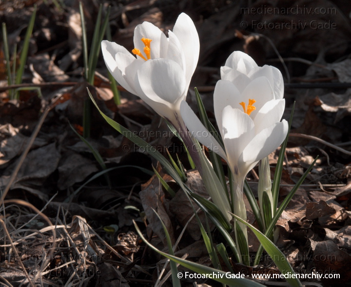 Blühende Krokusse (Crocus). Schwertliliengewächse (Iridaceae)
22.  3. 2010. Berlin. Frühling. Flora Pflanzen. Blüten. Krokusse (Crocus). Schwertliliengewächse (Iridaceae)
Schlüsselwörter: Crocus;Flora;Krokusse;Pflanzen;plants