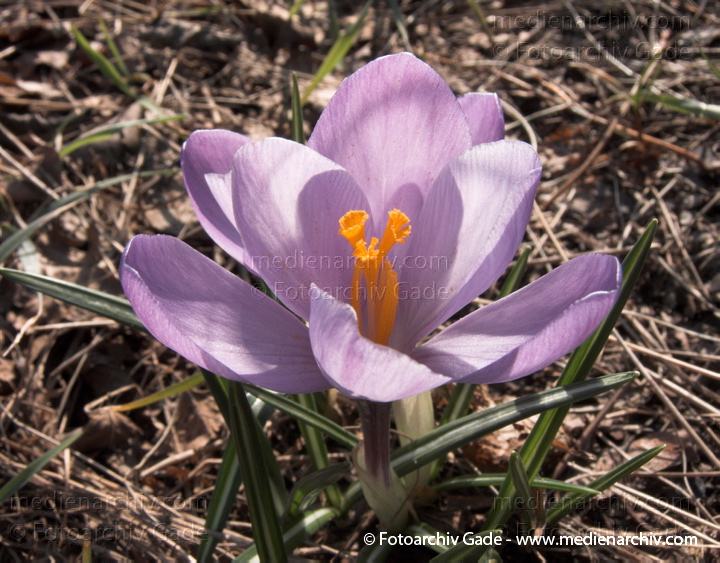 Blühende Krokusse (Crocus). Schwertliliengewächse (Iridaceae)
22.  3. 2010. Berlin. Frühling. Flora Pflanzen. Blüten. Krokusse (Crocus). Schwertliliengewächse (Iridaceae)
Schlüsselwörter: Crocus;Flora;Krokusse;Pflanzen;plants