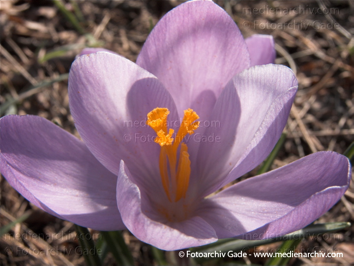 Blühende Krokusse (Crocus). Schwertliliengewächse (Iridaceae)
22.  3. 2010. Berlin. Frühling. Flora Pflanzen. Blüten. Krokusse (Crocus). Schwertliliengewächse (Iridaceae)
Schlüsselwörter: Crocus;Flora;Krokusse;Pflanzen;plants