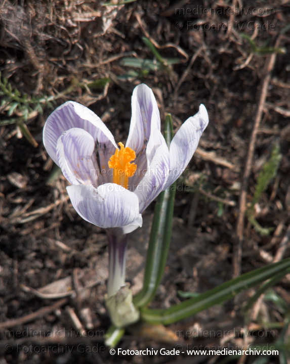 Blühende Krokusse (Crocus). Schwertliliengewächse (Iridaceae)
25.  3. 2010. Berlin. Krokus (Crocus). Schwertliliengewächse (Iridaceae)
Schlüsselwörter: 2010;Berlin;Blüte;Crocus;Flora;Iridaceae;Krokus;Krokusse;Natur;Pflanzen;plants;Schwertliliengewächse;Wedding
