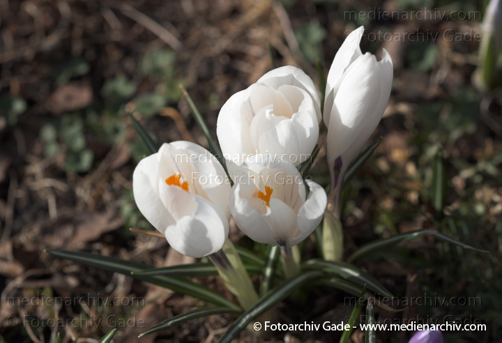 Blühende Krokusse (Crocus). Schwertliliengewächse (Iridaceae)
26.  3. 2011. Berlin. Flora. Pflanzen. Krokus (Crocus). Schwertliliengewächse (Iridaceae)
Schlüsselwörter: 2011;Berlin;Crocus;Flora;Krokusse;Natur;Pflanzen;plants