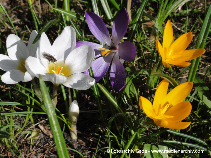 Blühende Krokusse (Crocus). Schwertliliengewächse (Iridaceae)
9.  4. 2011. Berlin. Flora. Pflanzen. Krokus (Crocus). Schwertliliengewächse (Iridaceae)
Schlüsselwörter: 2011;Berlin;Crocus;Flora;Krokusse;Natur;Pflanzen;plants