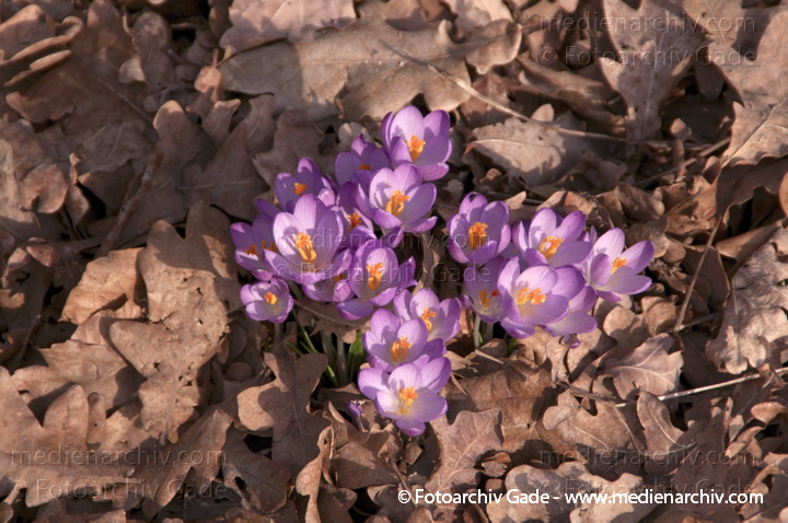 Blühende Krokusse (Crocus). Schwertliliengewächse (Iridaceae)
4.  3. 2012. Berlin. Charlottenburg. Schlosspark. Flora. Pflanzen.  Krokus (Crocus).   Schwertliliengewächse (Iridaceae)
Schlüsselwörter: 2012;Berlin;Charlottenburg;Crocus;Flora;Frühling;Iridaceae;Krokusse;Natur;Pflanzen;plants