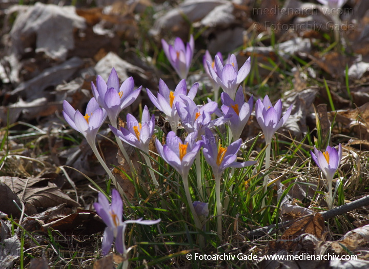 Blühende Krokusse (Crocus). Schwertliliengewächse (Iridaceae)
11.  3. 2012. Berlin. Wedding. Flora. Pflanzen. Krokusse (Crocus) Blüten
Schlüsselwörter: 2012;Berlin;Crocus;Flora;Iridaceae;Krokusse;Natur;Pflanzen;plants;Schwertliliengewächse;Wedding