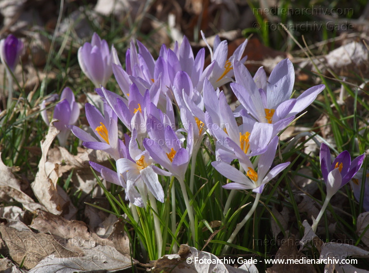 Blühende Krokusse (Crocus). Schwertliliengewächse (Iridaceae)
11.  3. 2012. Berlin. Wedding. Flora. Pflanzen. Krokusse (Crocus) Blüten
Schlüsselwörter: 2012;Berlin;Crocus;Flora;Iridaceae;Krokusse;Natur;Pflanzen;plants;Schwertliliengewächse;Wedding