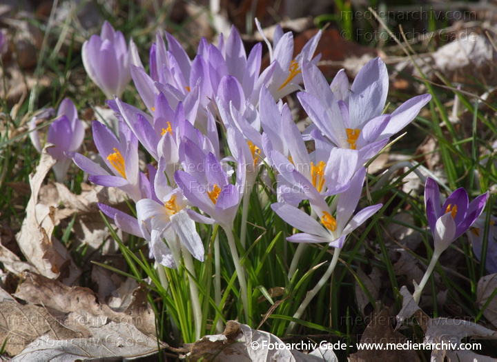 Blühende Krokusse (Crocus). Schwertliliengewächse (Iridaceae)
11.  3. 2012. Berlin. Wedding. Flora. Pflanzen. Krokusse (Crocus) Blüten
Schlüsselwörter: 2012;Berlin;Crocus;Flora;Iridaceae;Krokusse;Natur;Pflanzen;plants;Schwertliliengewächse;Wedding