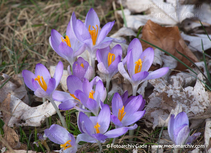 Blühende Krokusse (Crocus). Schwertliliengewächse (Iridaceae)
11.  3. 2012. Berlin. Wedding. Flora. Pflanzen. Krokusse (Crocus) Blüten
Schlüsselwörter: 2012;Berlin;Crocus;Flora;Iridaceae;Krokusse;Natur;Pflanzen;plants;Schwertliliengewächse;Wedding