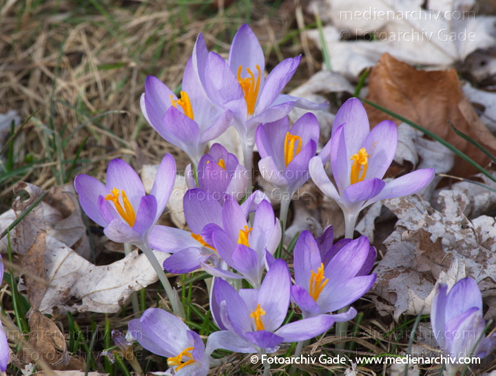 Blühende Krokusse (Crocus). Schwertliliengewächse (Iridaceae)
11.  3. 2012. Berlin. Wedding. Flora. Pflanzen. Krokusse (Crocus) Blüten
Schlüsselwörter: 2012;Berlin;Crocus;Flora;Iridaceae;Krokusse;Natur;Pflanzen;plants;Schwertliliengewächse;Wedding