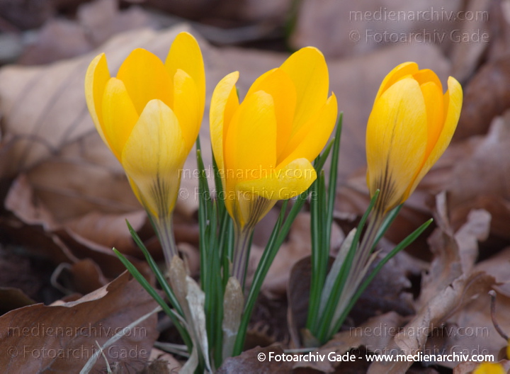 Blühende Krokusse (Crocus). Schwertliliengewächse (Iridaceae)
11.  3. 2012. Berlin. Wedding. Flora. Pflanzen. Krokusse (Crocus) Blüten
Schlüsselwörter: 2012;Berlin;Crocus;Flora;Iridaceae;Krokusse;Natur;Pflanzen;plants;Schwertliliengewächse;Wedding