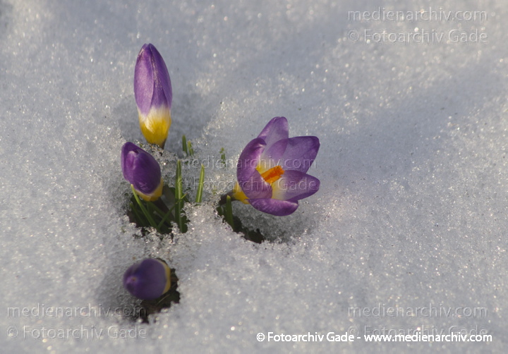 Blühende Krokusse (Crocus). Schwertliliengewächse (Iridaceae)
14.  3. 2013. Berlin. Winter. Schnee. Flora. Pflanzen. Krokusse. Crocus. Frühblüher
Schlüsselwörter: 2013;Berlin;Crocus;Deutschland;Flora;Frühblüher;Germany;Krokusse;Natur;Pflanzen;plants;Schnee;Winter