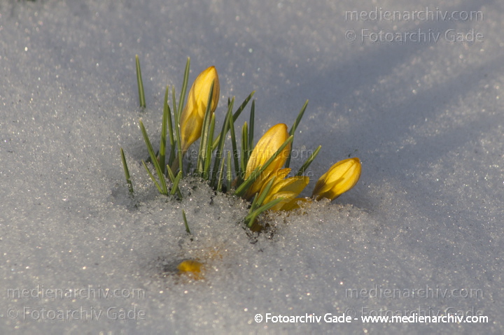 Blühende Krokusse (Crocus). Schwertliliengewächse (Iridaceae)
14.  3. 2013. Berlin. Winter. Schnee. Flora. Pflanzen. Krokusse. Crocus. Frühblüher
Schlüsselwörter: 2013;Berlin;Crocus;Deutschland;Flora;Frühblüher;Germany;Krokusse;Natur;Pflanzen;plants;Schnee;Winter