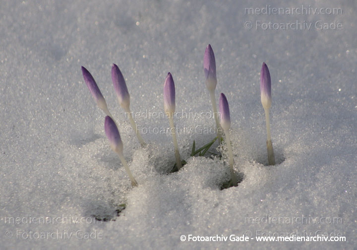 Blühende Krokusse (Crocus). Schwertliliengewächse (Iridaceae)
14.  3. 2013. Berlin. Winter. Schnee. Flora. Pflanzen. Krokusse. Crocus. Frühblüher
Schlüsselwörter: 2013;Berlin;Crocus;Deutschland;Flora;Frühblüher;Germany;Krokusse;Natur;Pflanzen;plants;Schnee;Winter