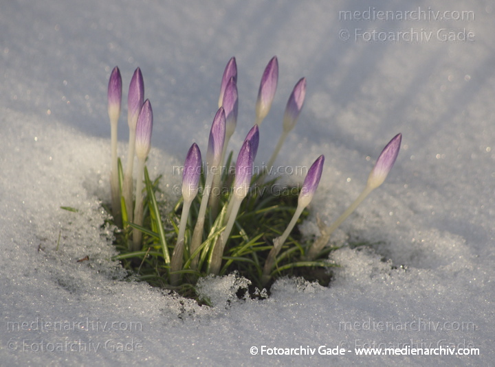 Blühende Krokusse (Crocus). Schwertliliengewächse (Iridaceae)
14.  3. 2013. Berlin. Winter. Schnee. Flora. Pflanzen. Krokusse. Crocus. Frühblüher
Schlüsselwörter: 2013;Berlin;Crocus;Deutschland;Flora;Frühblüher;Germany;Krokusse;Natur;Pflanzen;plants;Schnee;Winter