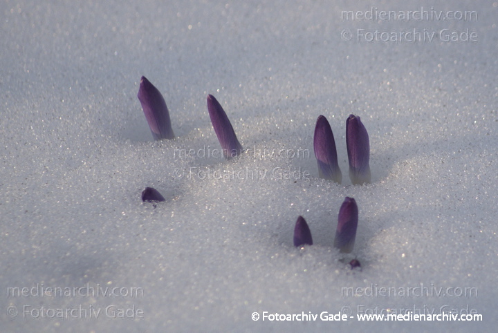 Blühende Krokusse (Crocus). Schwertliliengewächse (Iridaceae)
14.  3. 2013. Berlin. Winter. Schnee. Flora. Pflanzen. Krokusse. Crocus. Frühblüher
Schlüsselwörter: 2013;Berlin;Crocus;Deutschland;Flora;Frühblüher;Germany;Krokusse;Natur;Pflanzen;plants;Schnee;Winter