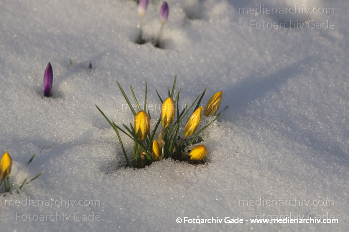 Blühende Krokusse (Crocus). Schwertliliengewächse (Iridaceae)
14.  3. 2013. Berlin. Winter. Schnee. Flora. Pflanzen. Krokusse. Crocus. Frühblüher
Schlüsselwörter: 2013;Berlin;Crocus;Deutschland;Flora;Frühblüher;Germany;Krokusse;Natur;Pflanzen;plants;Schnee;Winter