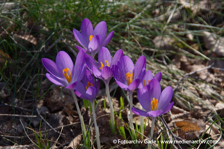 Blühende Krokusse (Crocus). Schwertliliengewächse (Iridaceae)
24.  2. 2014. Berlin. Flora. Pflanzen. Krokusse (Crocus)   Schwertliliengewächse (Iridaceae)
Schlüsselwörter: 2014;Berlin;Crocus;Flora;Krokusse;Pflanzen;plants