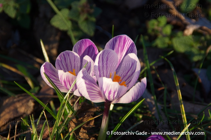 Blühende Krokusse (Crocus). Schwertliliengewächse (Iridaceae)
25.  2. 2014. Berlin. Flora. Pflanzen. Krokusse (Crocus)   Schwertliliengewächse (Iridaceae)
Schlüsselwörter: 2014;Berlin;Crocus;Flora;Krokusse;Pflanzen;plants