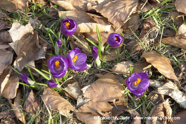 Blühende Krokusse (Crocus). Schwertliliengewächse (Iridaceae)
3.  3. 2014. Berlin. Flora. Pflanzen. Blüten. Krokusse (Crocus) Schwertliliengewächs
Schlüsselwörter: 2014;Berlin;Blüte;Crocus;Flora;Krokusse;Pflanzen;plants