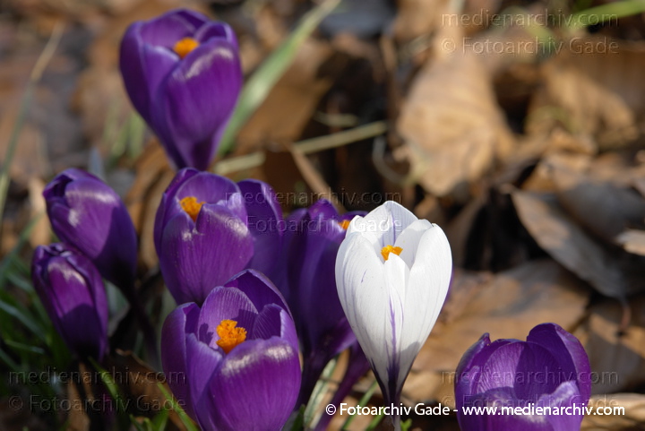 Blühende Krokusse (Crocus). Schwertliliengewächse (Iridaceae)
3.  3. 2014. Berlin. Flora. Pflanzen. Blüten. Krokusse (Crocus) Schwertliliengewächs
Schlüsselwörter: 2014;Berlin;Blüte;Crocus;Flora;Krokusse;Pflanzen;plants