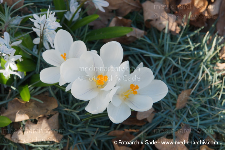 Blühende Krokusse. Crocus
9.  3. 2014. Berlin. Flora. Pflanzen. Blüten. Krokusse (Crocus) Schwertliliengewächs
Schlüsselwörter: 2014;Berlin;Blüte;Crocus;Flora;Krokusse;Pflanzen;plants