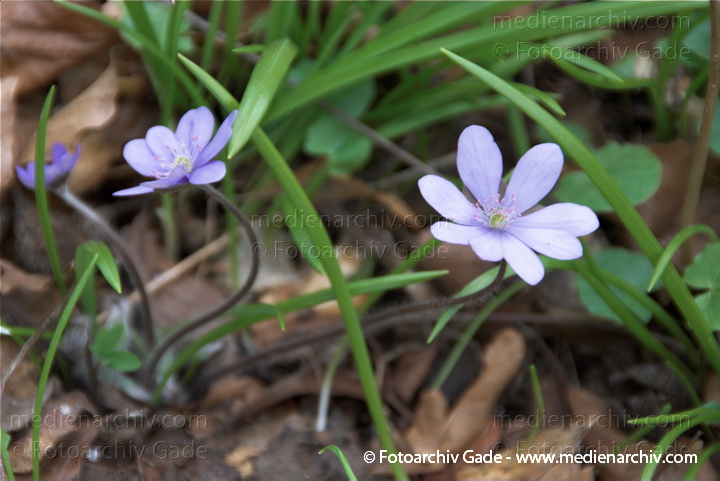 Leberblümchen (Hepatica nobilis, Syn. Anemone hepatica)
3.  4. 2010. Berlin. Zehlendorf. Wannsee. Pfaueninsel. Flora Pflanzen. Leberblümchen. Anemone hepatica
Schlüsselwörter: Anemone hepatica;Berlin;Flora;Leberblümchen;Natur;Pfaueninsel;Pflanzen;plants;Wannsee;Zehlendorf