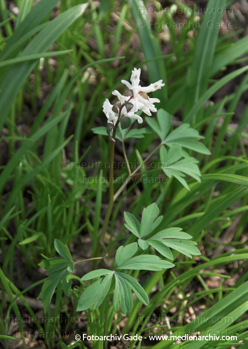 Lerchensporn (Galerida cristata)
3.  4. 2010. Berlin. Zehlendorf. Wannsee. Pfaueninsel. Flora Pflanzen. Lerchensporn. Corydalis.
Schlüsselwörter: 2010;Berlin;Corydalis;Flora;Galerida cristata;Lerchensporn;Natur;Pfaueninsel;Pflanzen;plants;Wannsee;Zehlendorf