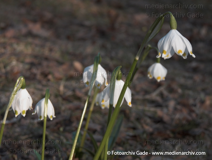 Frühlings-Knotenblume (Leucojum vernum), auch Märzenbecher, Märzbecher, Märzglöckchen oder Großes Schneeglöckchen
22.  3. 2010. Berlin. Frühling. Flora Pflanzen. Frühlings-Knotenblume (Leucojum vernum), auch Märzenbecher, Märzbecher, Märzglöckchen oder Großes Schneeglöckchen
Schlüsselwörter: 2010;Berlin;Blüte;Flora;Frühling;Frühlings-Knotenblume;Großes Schneeglöckchen;Hyazinthengewächse;Knotenblume;Leucojum vernum;Märzbecher;Märzenbecher;Märzglöckchen;Natur;Pflanzen;plants