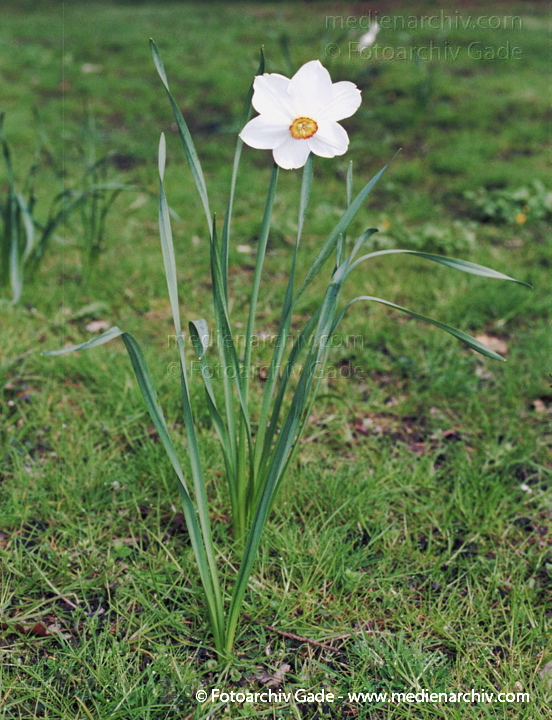 Osterglocke. Narzissen. Narcissus
20.  April 2002.  Berlin. Flora Pflanzen. Blumen. Osterglocke Osterglöckchen Gelbe Narzisse (Narcissus pseudonarcissus) Gattung: Narzissen (Narcissus) Amaryllisgewächse (Amaryllidaceae). Blüten Frühling
Schlüsselwörter: 2002;Berlin;Deutschland;Flora;Narcissus pseudo narcissus;Narzisse;Natur;Pflanzen;plants