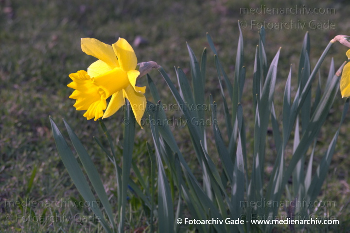 Osterglocke. Narzissen. Narcissus
April 2005.  Berlin. Flora Pflanzen. Blumen. Osterglocke Osterglöckchen Gelbe Narzisse (Narcissus pseudonarcissus) Gattung: Narzissen (Narcissus) Amaryllisgewächse (Amaryllidaceae). Blüten Frühling
Schlüsselwörter: 2005;Amaryllisgewächse;Berlin;Blume;Flora;Gelbe Narzisse;n;Narzisse;Narzissengewächse;Natur;Pflanzen;plants