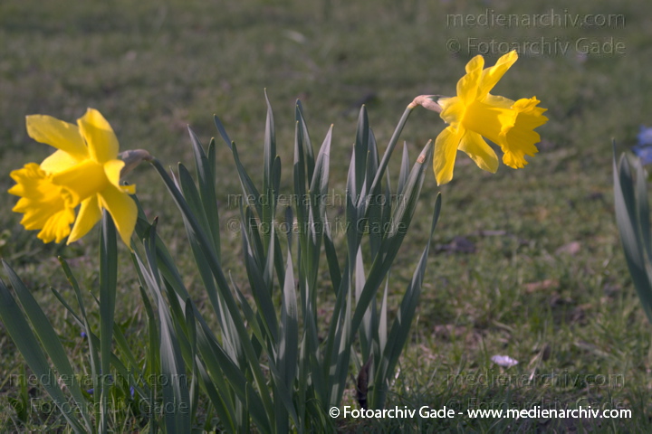 Osterglocke. Narzissen. Narcissus
April 2005.  Berlin. Flora Pflanzen. Blumen. Osterglocke Osterglöckchen Gelbe Narzisse (Narcissus pseudonarcissus) Gattung: Narzissen (Narcissus) Amaryllisgewächse (Amaryllidaceae). Blüten Frühling
Schlüsselwörter: 2005;Amaryllisgewächse;Berlin;Blume;Flora;Gelbe Narzisse;Narzisse;Narzissengewächse;Natur;Pflanzen;plants