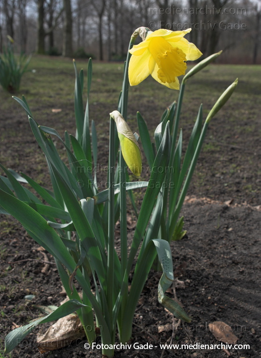 Osterglocke. Narzissen. Narcissus
29.  3. 2009. Berlin. Frühling. Flora Pflanzen. Gelbe Blüten. Gelbe Narzisse (Narcissus pseudonarcissus) Osterglocke Osterglöckchen Märzbecher. Amaryllisgewächse
Schlüsselwörter: 2009;Berlin;Blüte;Flora;Frühling;Gelbe Narzisse;Narzisse;Natur;Osterglocke;Osterglöckchen;Pflanzen;plants