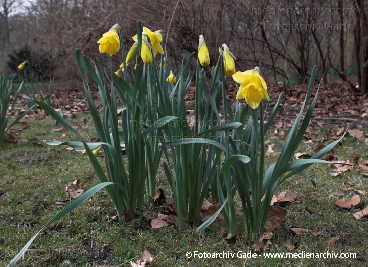 Osterglocke. Narzissen. Narcissus
29.  3. 2009. Berlin. Frühling. Flora Pflanzen. Gelbe Blüten. Gelbe Narzisse (Narcissus pseudonarcissus) Osterglocke Osterglöckchen Märzbecher. Amaryllisgewächse
Schlüsselwörter: 2009;Berlin;Blüte;Flora;Frühling;Gelbe Narzisse;Narzisse;Natur;Osterglocke;Osterglöckchen;Pflanzen;plants