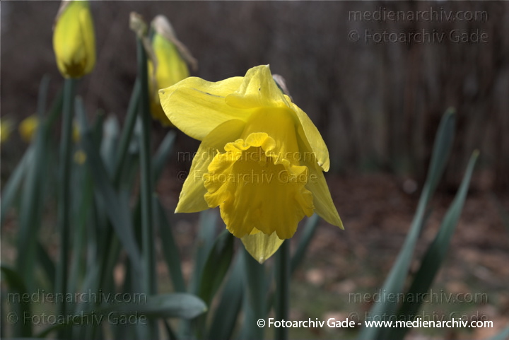 Osterglocke. Narzissen. Narcissus
29.  3. 2009. Berlin. Frühling. Flora Pflanzen. Gelbe Blüten. Gelbe Narzisse (Narcissus pseudonarcissus) Osterglocke Osterglöckchen Märzbecher. Amaryllisgewächse
Schlüsselwörter: 2009;Berlin;Blüte;Flora;Frühling;Gelbe Narzisse;Narzisse;Natur;Osterglocke;Osterglöckchen;Pflanzen;plants