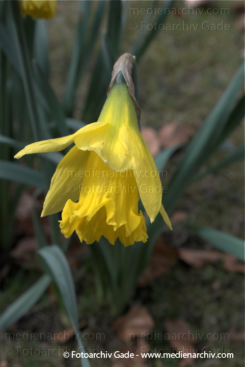 Osterglocke. Narzissen. Narcissus
29.  3. 2009. Berlin. Frühling. Flora Pflanzen. Gelbe Blüten. Gelbe Narzisse (Narcissus pseudonarcissus) Osterglocke Osterglöckchen Märzbecher. Amaryllisgewächse
Schlüsselwörter: 2009;Berlin;Blüte;Flora;Frühling;Gelbe Narzisse;Narzisse;Natur;Osterglocke;Osterglöckchen;Pflanzen;plants