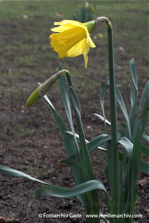 Osterglocke. Narzissen. Narcissus
29.  3. 2009. Berlin. Frühling. Flora Pflanzen. Gelbe Blüten. Gelbe Narzisse (Narcissus pseudonarcissus) Osterglocke Osterglöckchen Märzbecher. Amaryllisgewächse
Schlüsselwörter: 2009;Berlin;Blüte;Flora;Frühling;Gelbe Narzisse;Narzisse;Natur;Osterglocke;Osterglöckchen;Pflanzen;plants