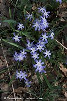 Flora-Blaustern-20090404-11.jpg
